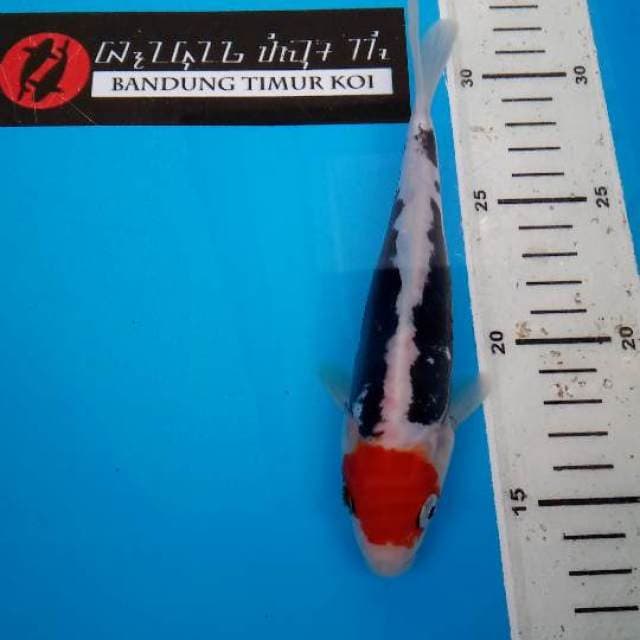 Beni Kumon size 19 cm