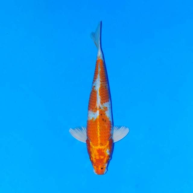 Hariwake