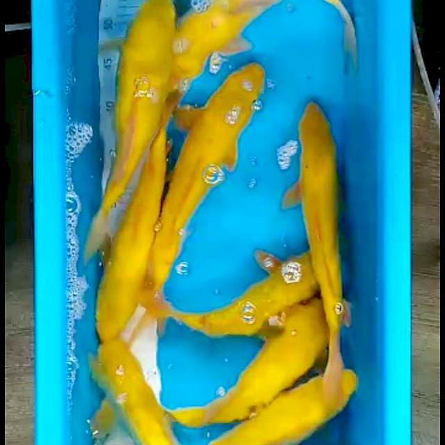 Paket karasi mix mata merah 9 ekor