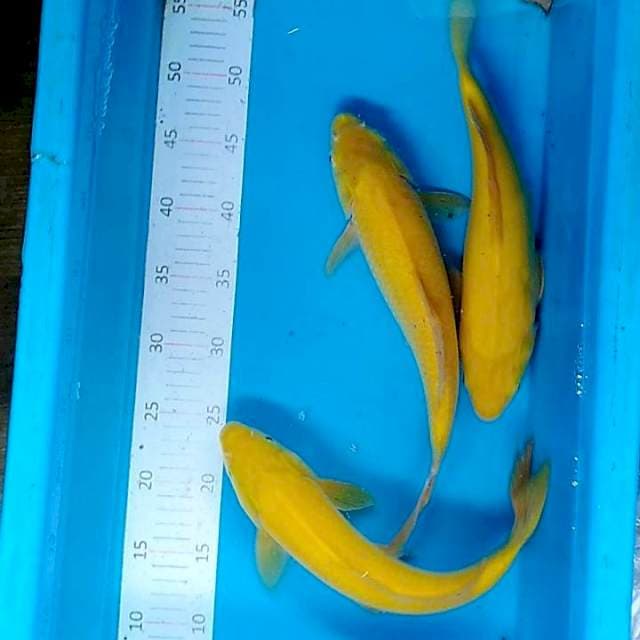#1 paket karasi 32-34cm