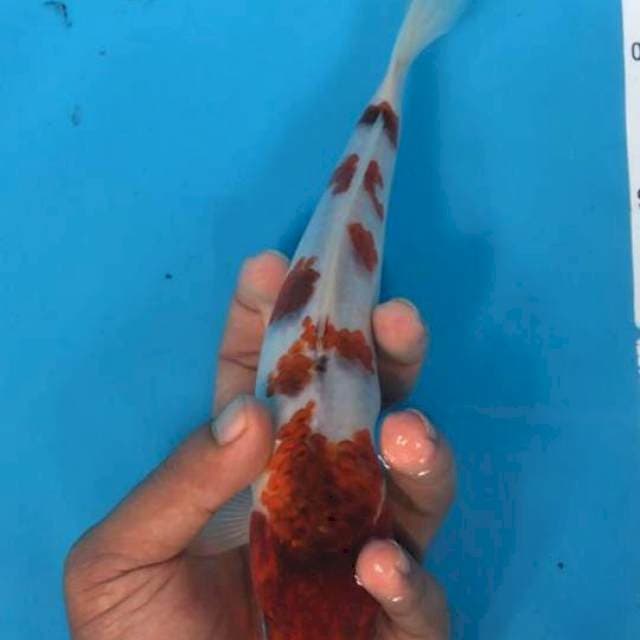 Goromo 25 BU