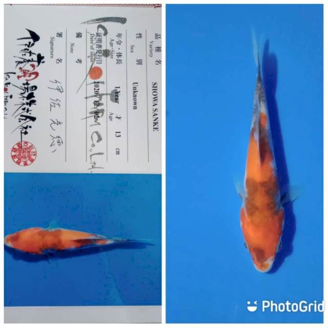 Showa tosai isa farm