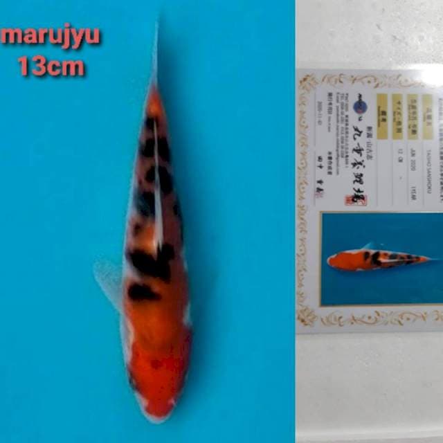 marujyu sanke 13cm serty
