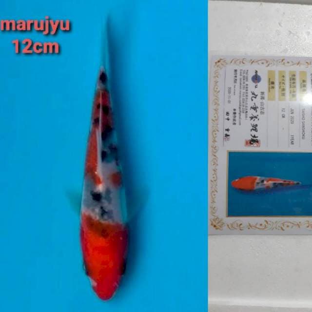 marujyu sanke 12cm serty