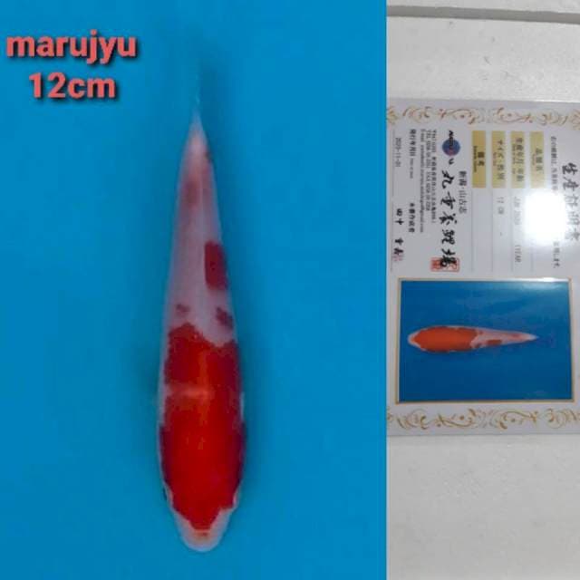 marujyu kohaku 12cm serty