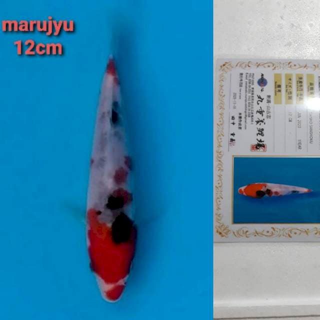 marujyu sanke 12cm serty