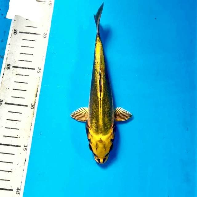 Kikokuryu, 19 cm