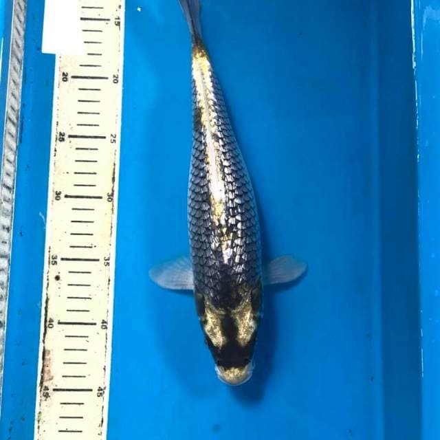 Kabuto Ginrin, 32 cm
