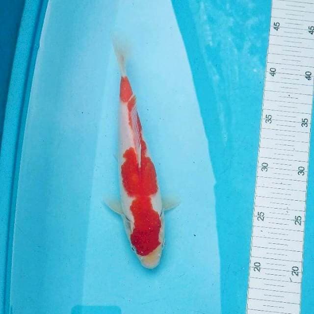 Kohaku