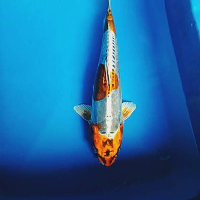 Good silver kiko 32cm male