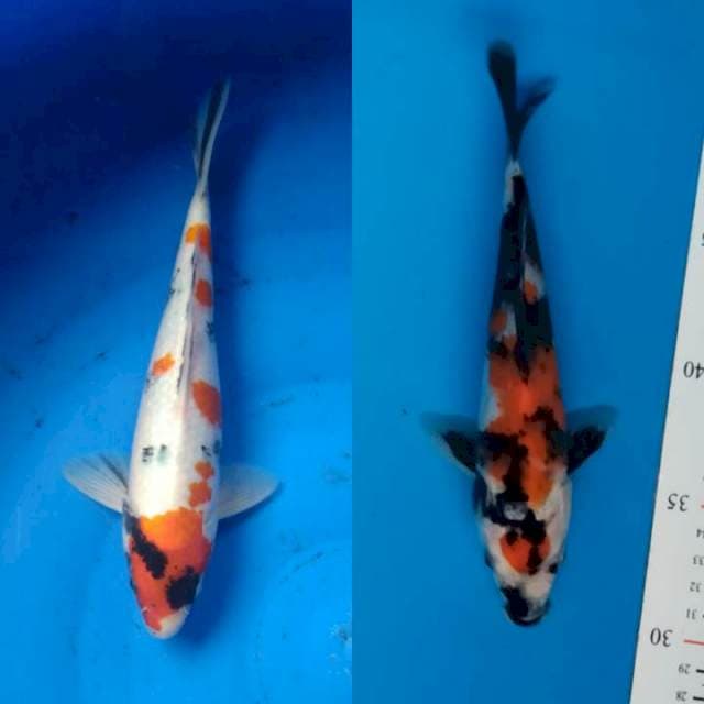 duo showa 20&24 cm