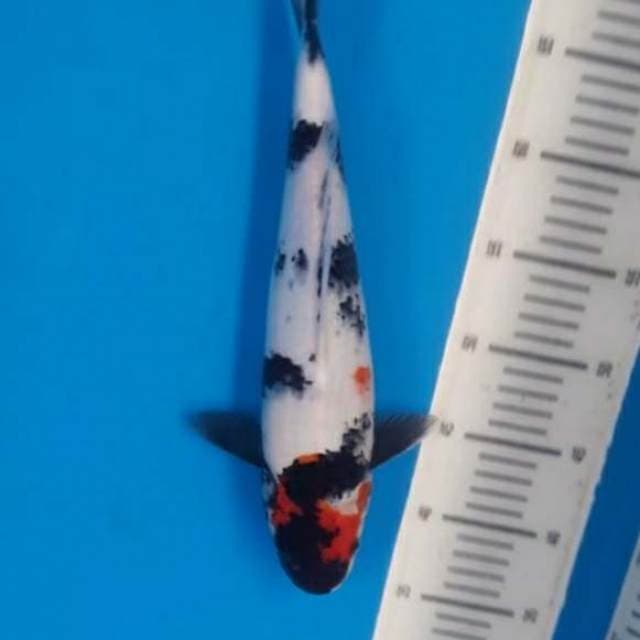 Maruten showa 37cm