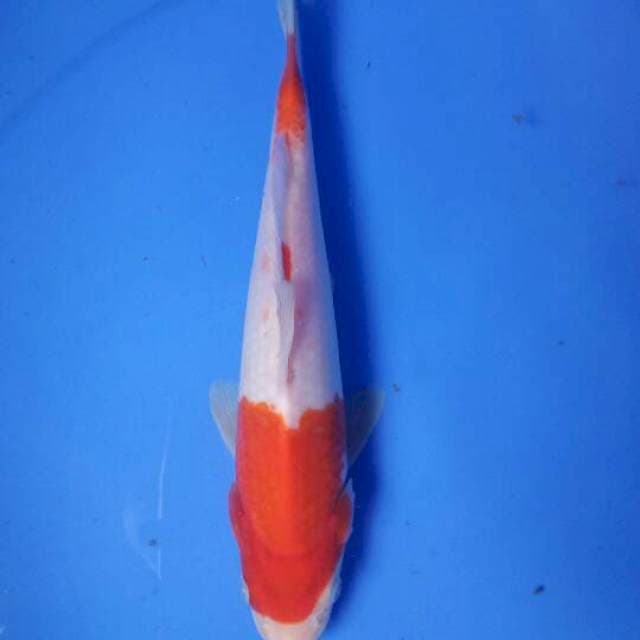 Kohaku 24 cm