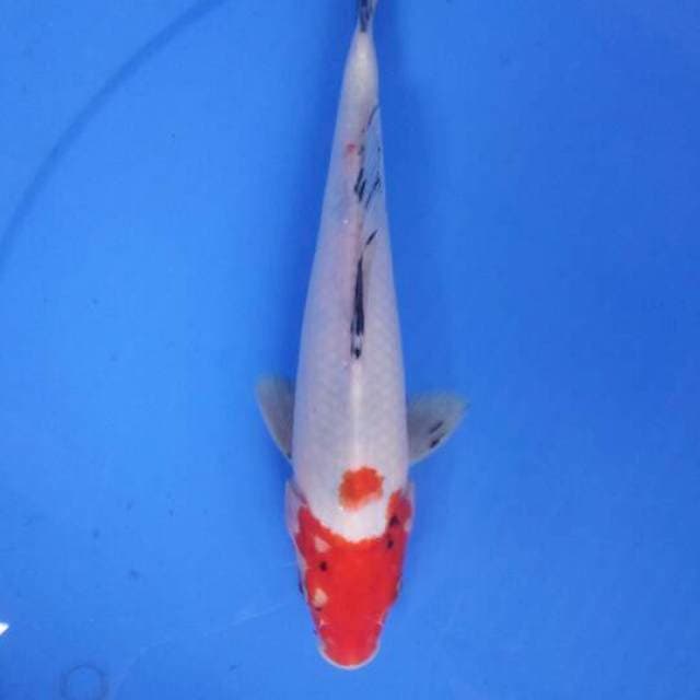 Sanke 26 cm