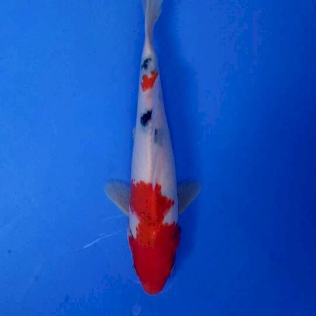 Sanke 22 cm