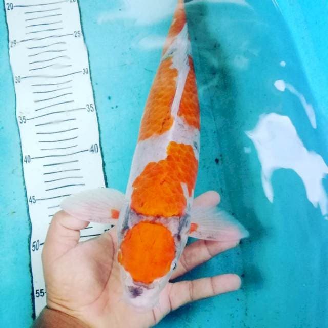 Ociba sigure jantan 45cm