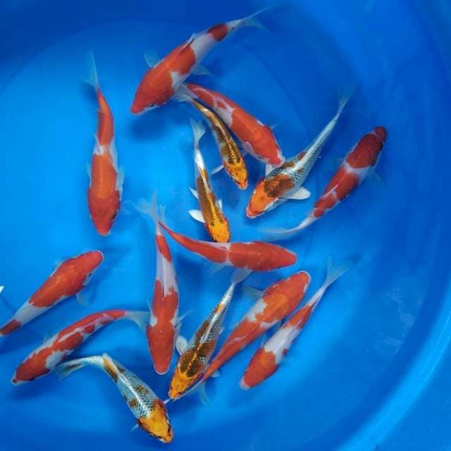 mix kojaku dan kohaku 14-19cm 15 ekor
