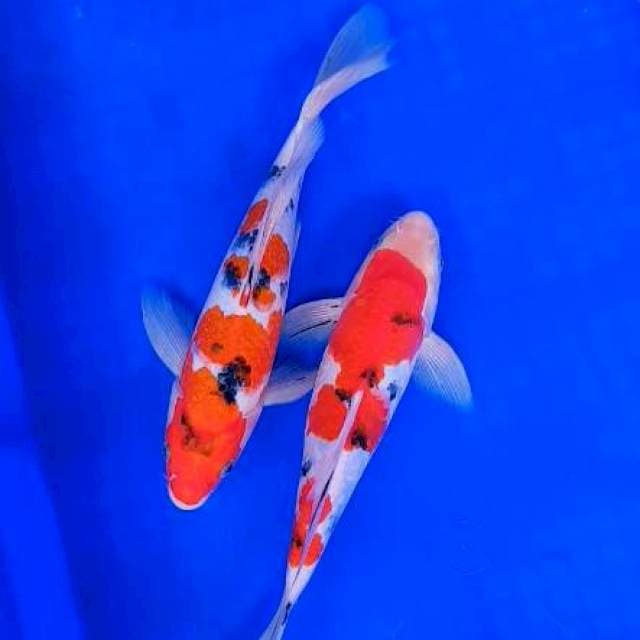 Duo shanke 28cm+-