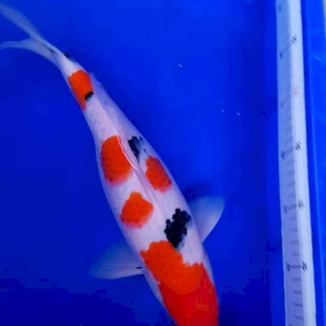 HQ Taisho Shanke 37cm