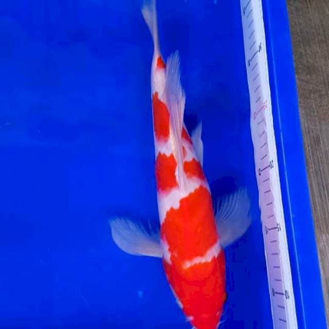 Yondan Kumpay 34cm