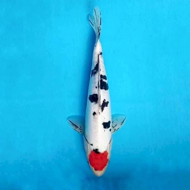 TANCHO SANKE ORI DOITSU ARAGOKE 31CM