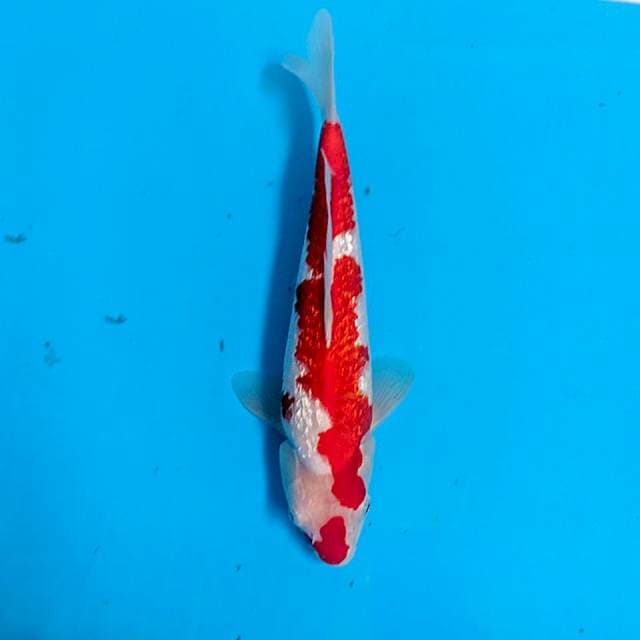KOHAKU GINDRIN MERAH 30CM