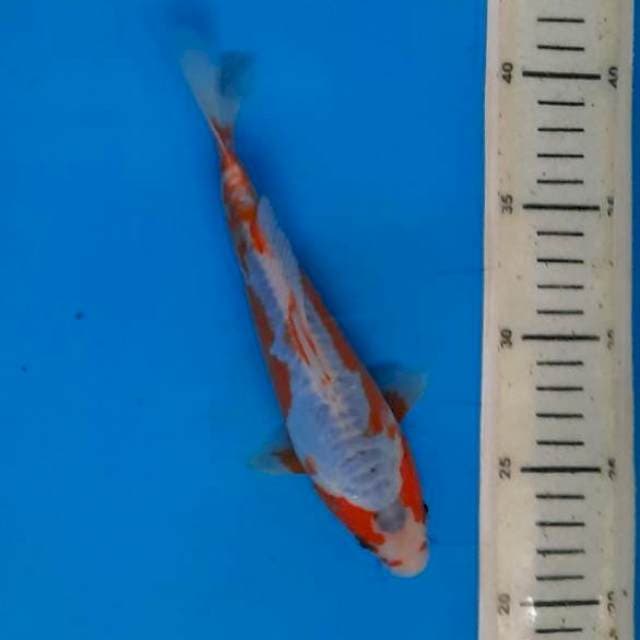 Kosui SQ, 21cm