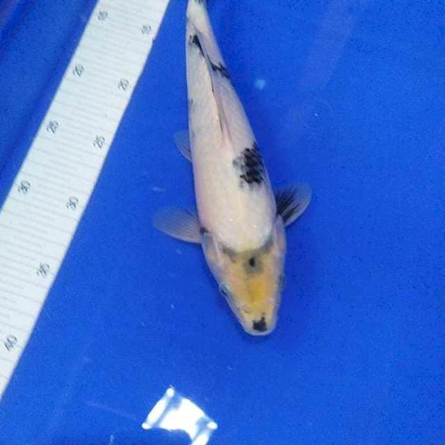 Shiro 31cm M