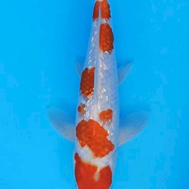 Maruten ginrin kohaku 28cm