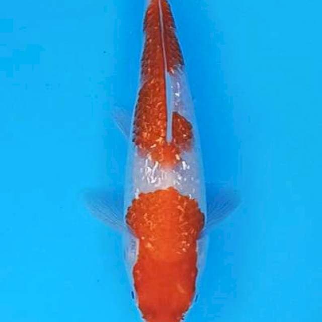 Nidan ginrin kohaku 23cm