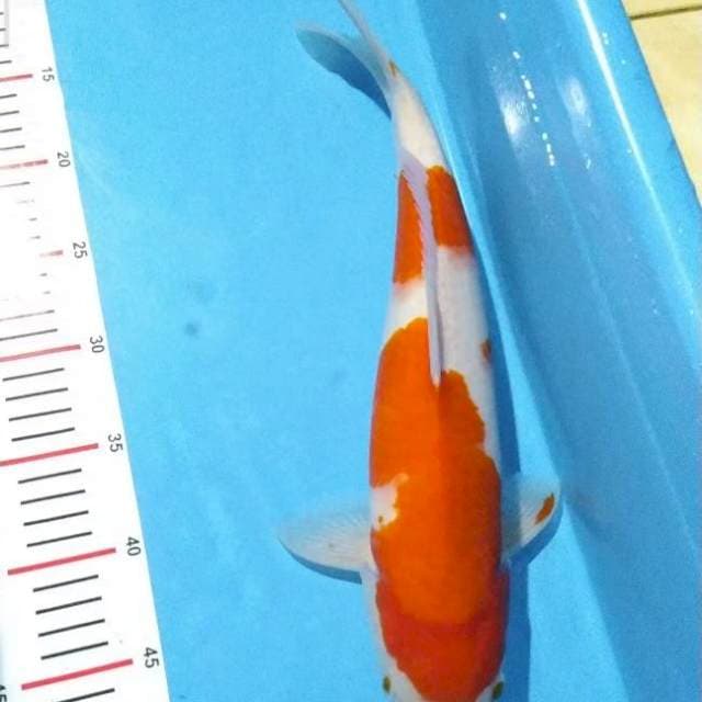 Kohaku