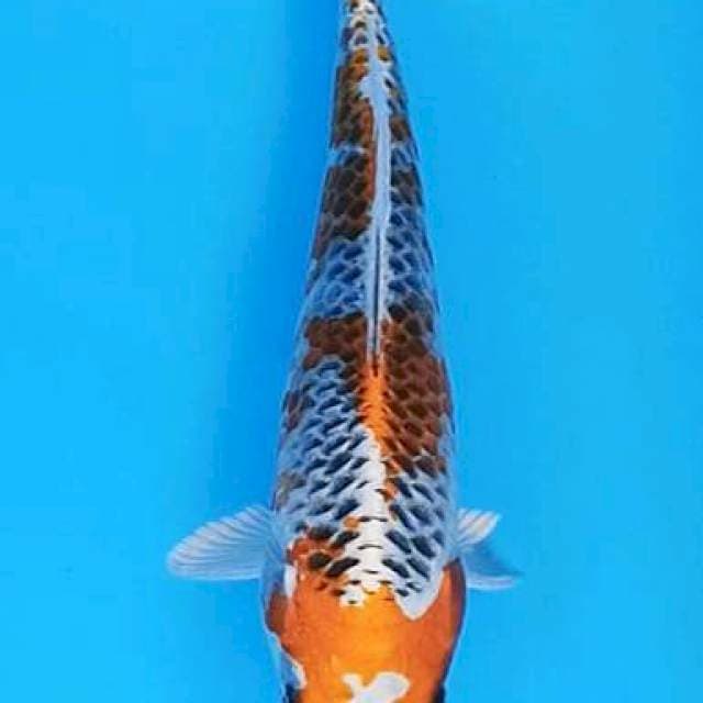 Kanoko kujaku headclean 23cm