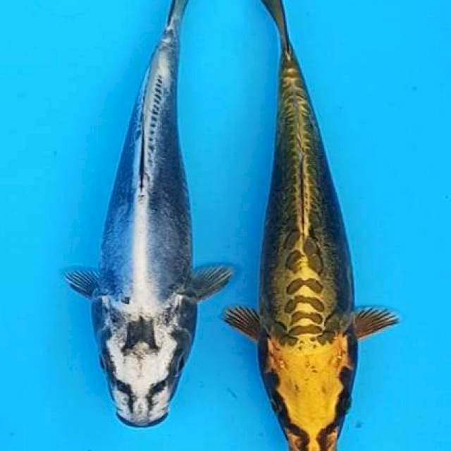Silver gold metalic 18-19cm