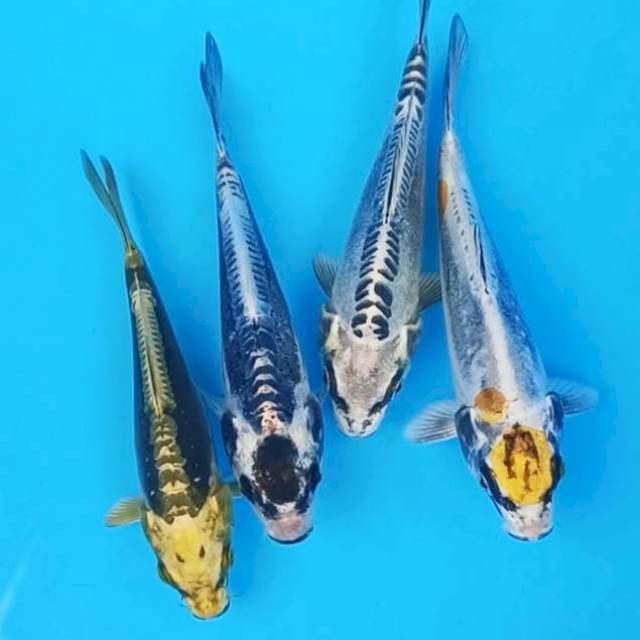 Mix 4 sekawan kiko kabuto 15-17cm