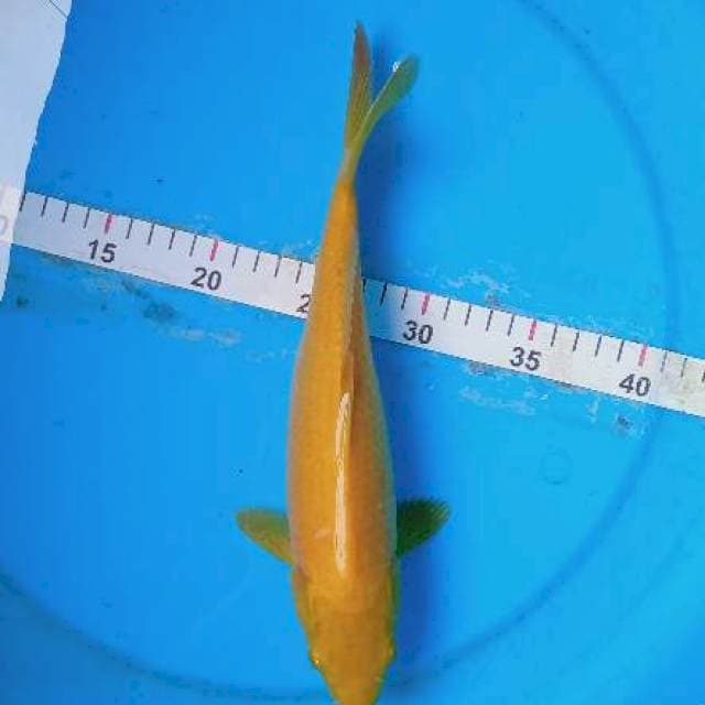 Karasi mata merah