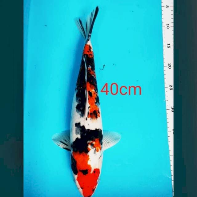 Sanke 40cm male