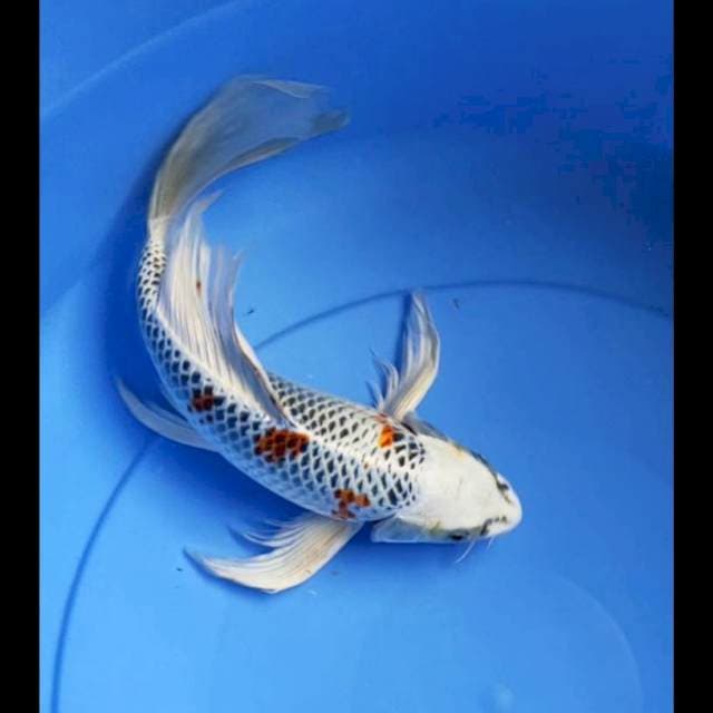 Kumpay kujaku 30cm