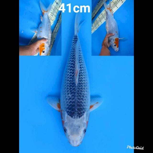 Jumbo Asagi 41cm
