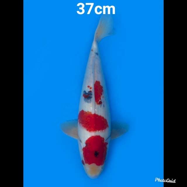 Red Kindai Showa Tategoi 37cm