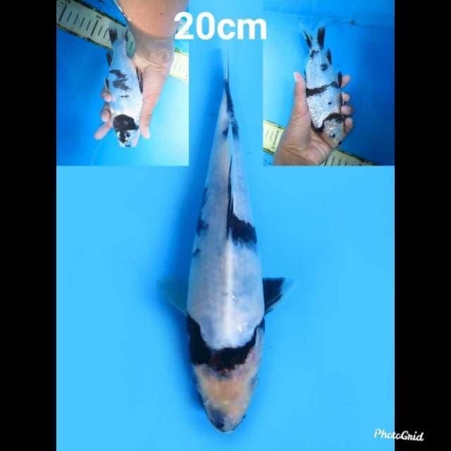 Good Patern Shiro Tategoi 20cm