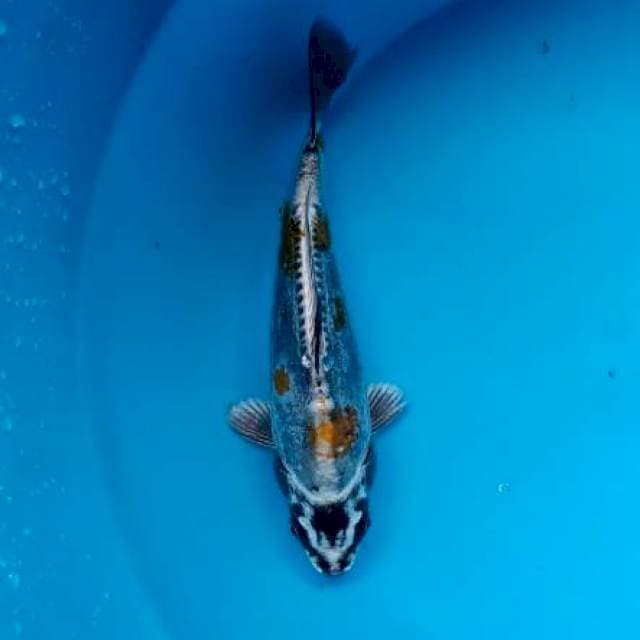 kiko 28 cm