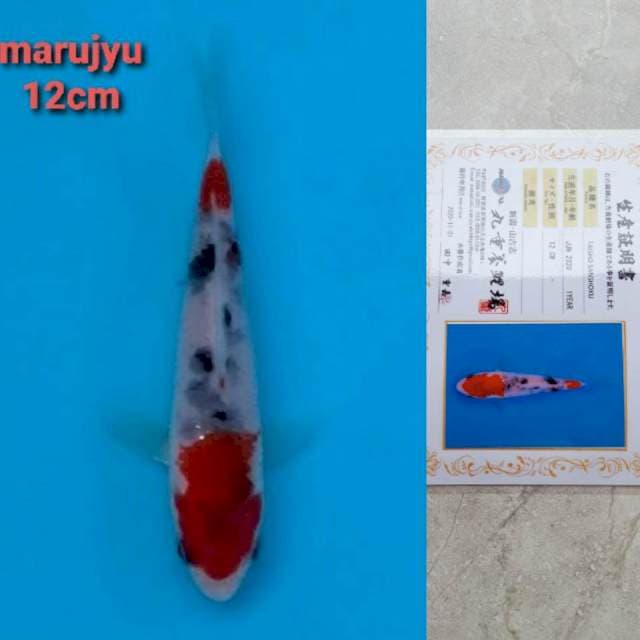 marujyu sanke 12cm serty