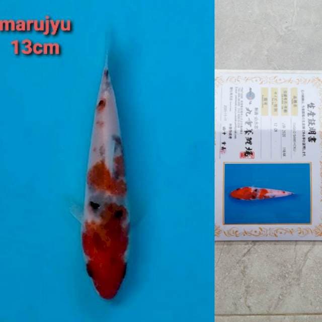 marujyu sanke 13cm serty