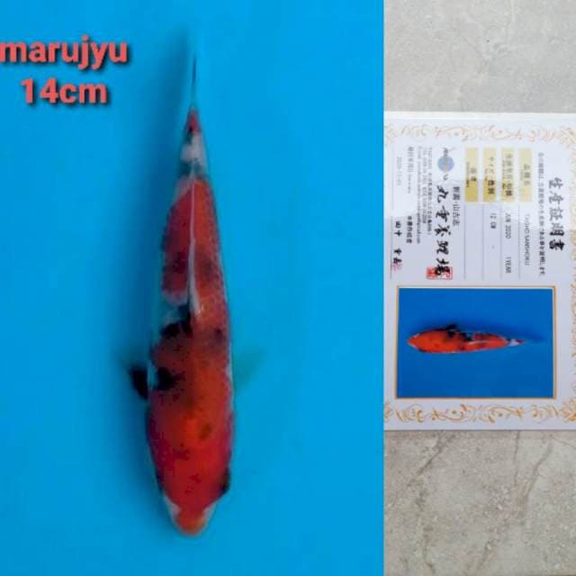 marujyu sanke 14cm serty