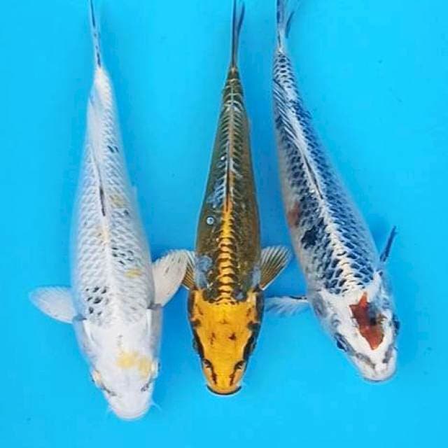 Mix trio kawai 19-20cm