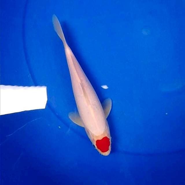 Kohaku