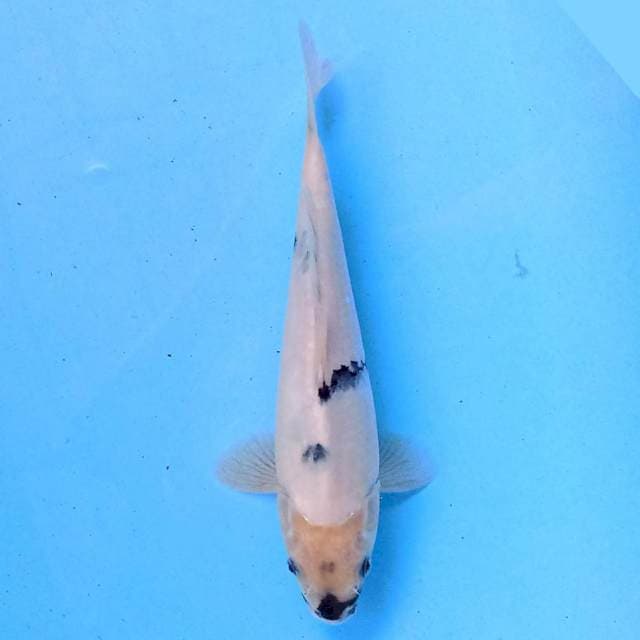 Shiro 23 cm