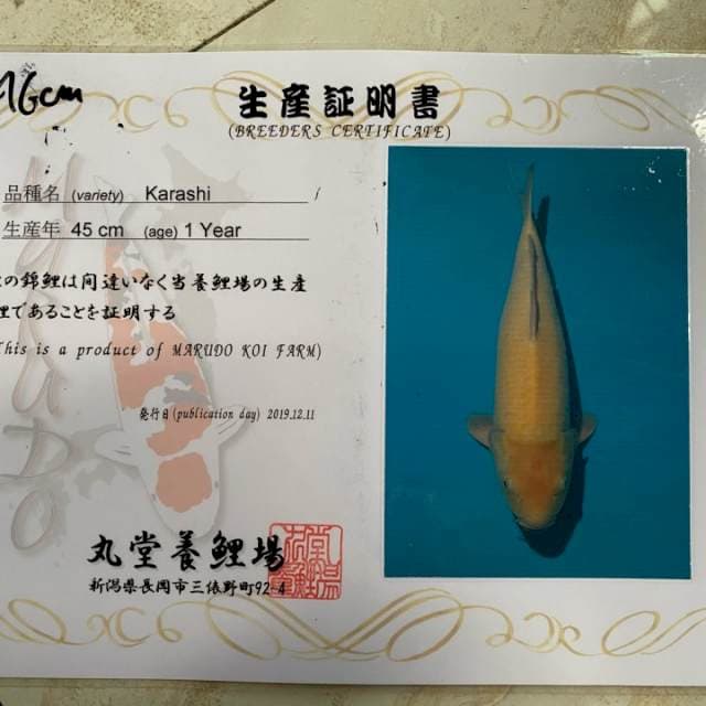 Serti breeder marudo