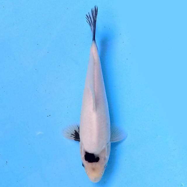 Shiro 23 cm