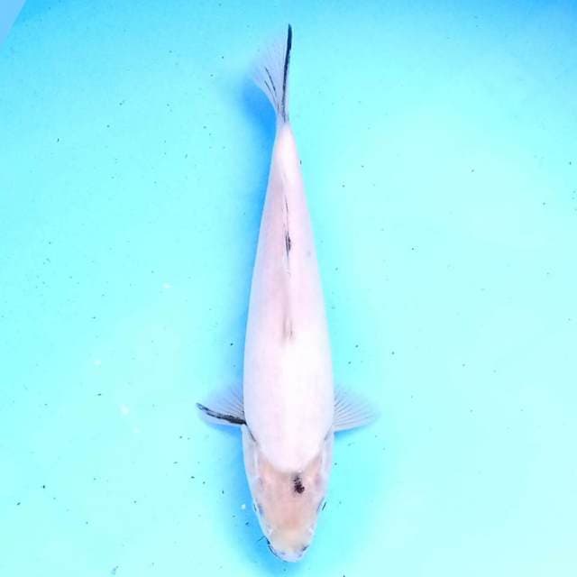 Shiro 22 cm
